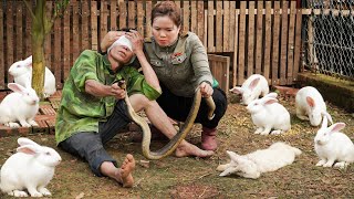 King COBRA Attacks my Father in the Rabbit Cages - Harvest Eggs Goes to Market Sell | Free New Life