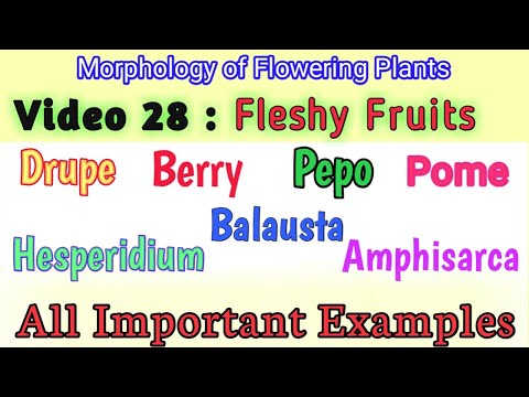 Fleshy Fruit || Types of Fleshy Fruits and examples || Simple Fleshy Fruits ||Hindi and English NEET