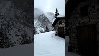 Nel Bosco Mentre Nevica. Sotto Il Civetta.