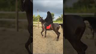 terciduk ukhty maen kuda #terciduk #indonesia
