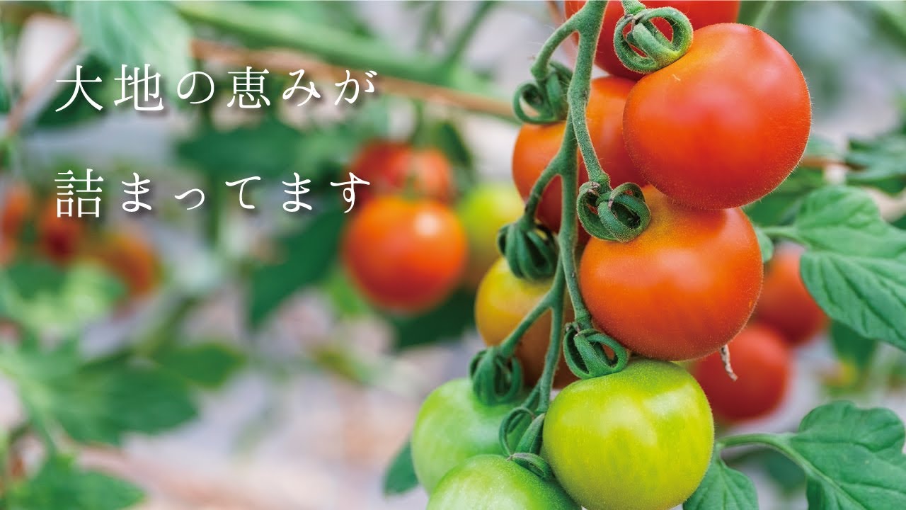 2026年産】 フルーツトマト 3.5kg のんの畑北海道 ミディトマト 数量