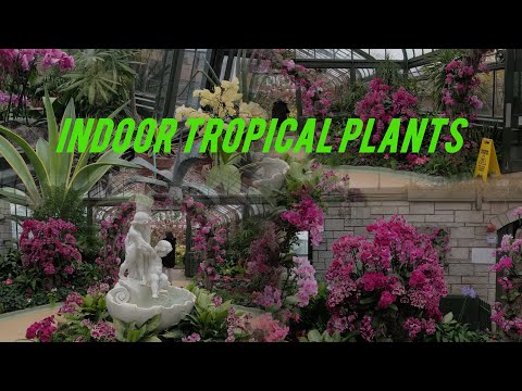 INDOOR TROPICAL PLANTS@JaperSniperOfficial @SagipSquad @lynofficial2565