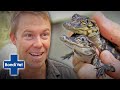 Tim Faulkner Raids Alligator Nest And Incubates 42 Eggs! | Bondi Vet