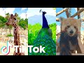Amazing Cute Animals in the ZOO🦓 - zoo animal compilation 🥰 | Tik Tok Animals #2