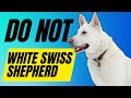 7 Reasons You Should NOT Get A White Swiss Shepherd