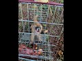 小型箱罠にイタチがかかりましたが逃げられました。