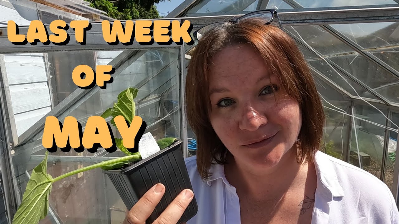 Last Week Of May. Squashes, Peas, Beans And Melons YouTube
