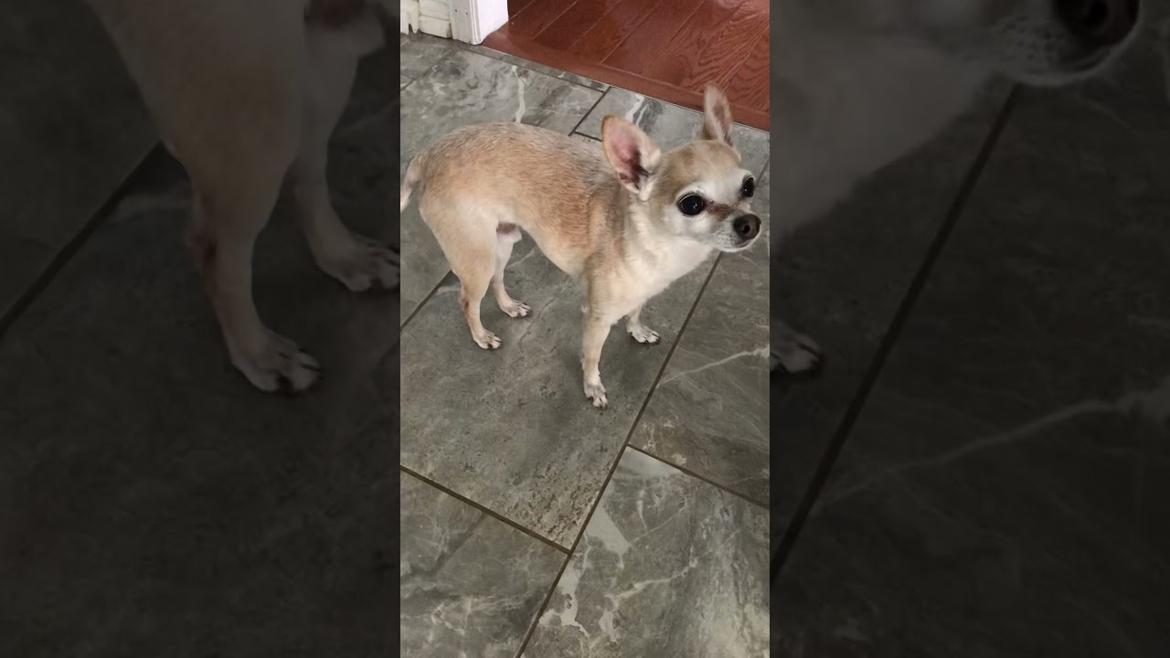 Chihuahua doesn’t want to walk 😭 YouTube