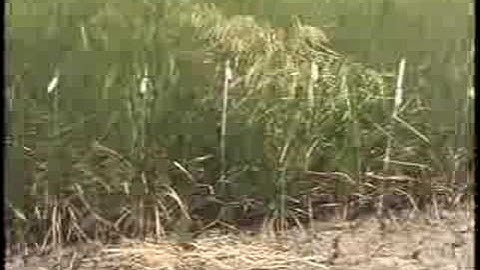 IRRI: Raising rice productivity in rainfed environments