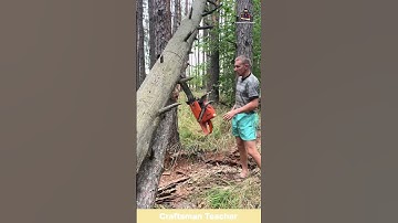 Chainsaw Gets Stuck in a Tree Mid Cut! 😅 #shorts