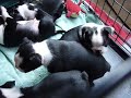 Boston Terrier Puppies Playing The Day Away