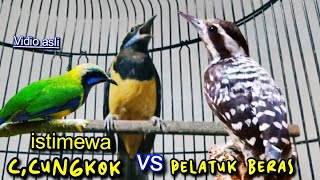 CUCAK CUNGKOK VS PELATUK BERAS || TEMBAKAN ISTIMEWA  KASAR TAJAM