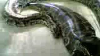 Python Samantha m0vn09072009001
