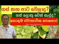 ඉක්මනට ගස් වැවෙන , සුපිරි පොහොර | Organic Fertilizer | Ceylon Agri | Episode 66