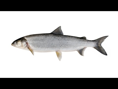 Нельма – полупроходная или пресноводная рыба семейства лососевых