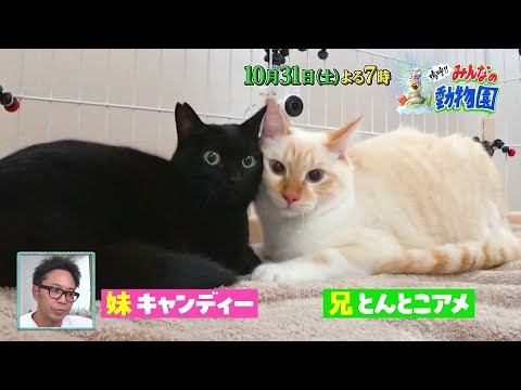 「嗚呼!!みんなの動物園」青木マッチョが預かる保護猫リバーと先住猫まさるムキムキ腕枕をめぐってバトル勃発！？？