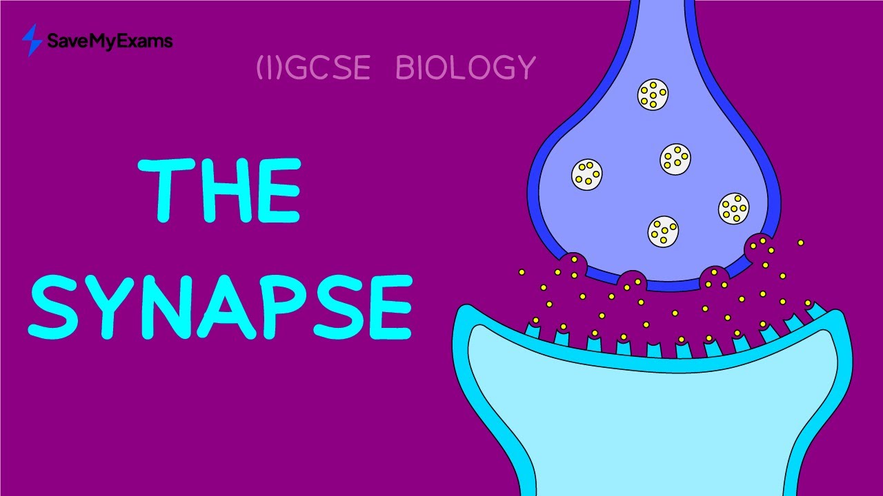 The Synapse in 2 Minutes GCSE & IGCSE Biology Revision 2024 YouTube
