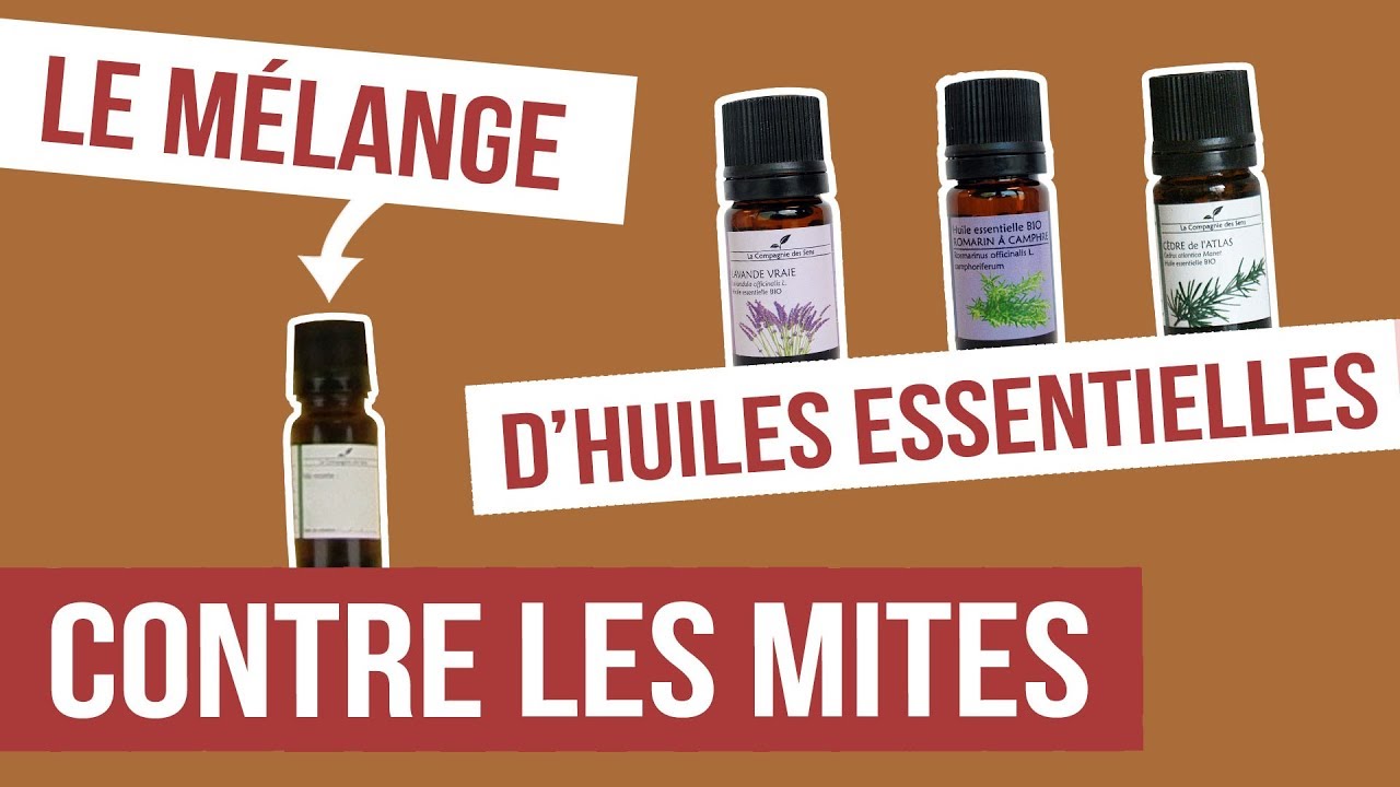 Antimites : quelles solutions naturelles et vraiment efficaces ?