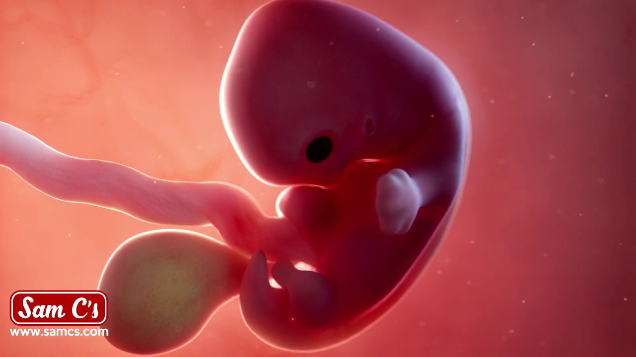 What Does My Baby Look Like At 7 Weeks Pregnant Pregnancy Week By 