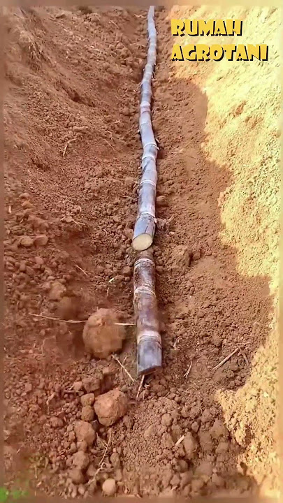 Here's How to Plant Sugar Cane
