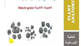 المحتويات الغير حية للخلية النباتية