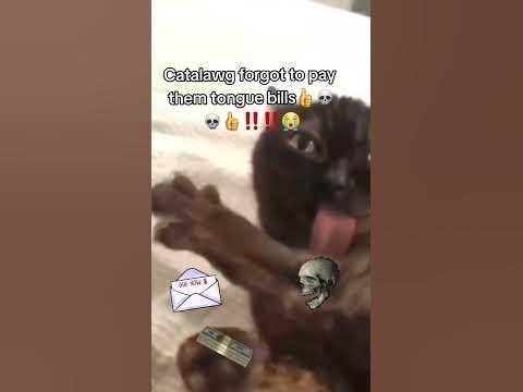 кот лижет ногу и потом такой😨ещщщкеере - YouTube