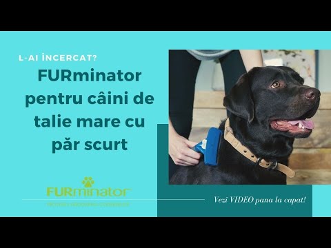 Video: Păr Matat La Câini - Cum Să Le Controlați și Când Să Renunțați Fixarea Părului De Câine Mat