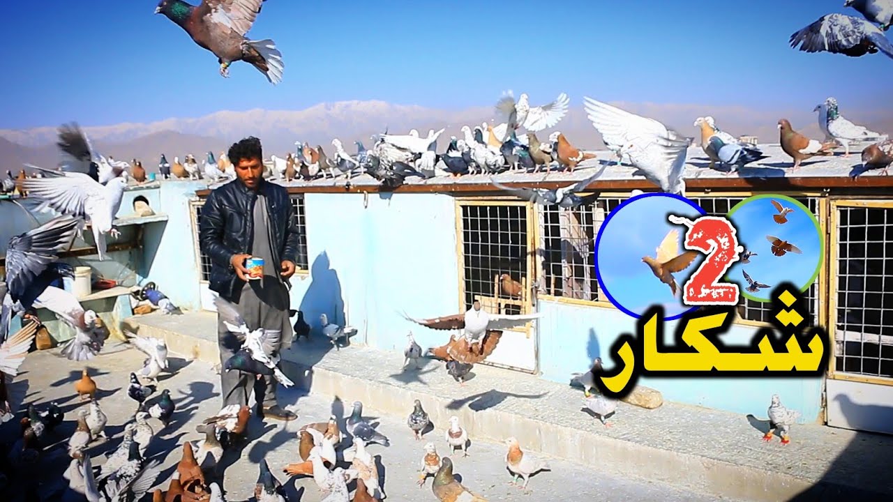 بزرگترین خیل قعله فتح الله 400 کفتر | 2 شکار دیدنی | Kabul High-flying Pigeons & Fantasia Hunting 