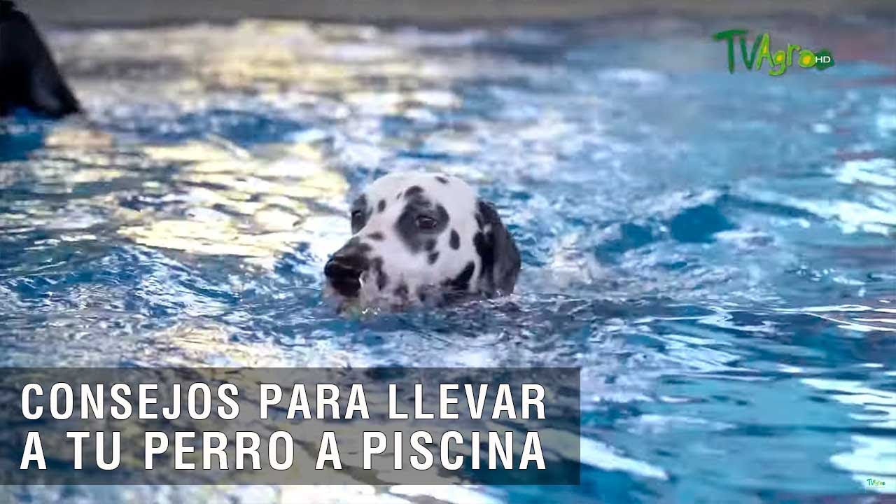 Perros en la piscina: cosas a tener en cuenta - Europa Piscinas