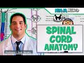 Neurology | Gross Anatomy of the Spinal Cord and Spinal Nerves