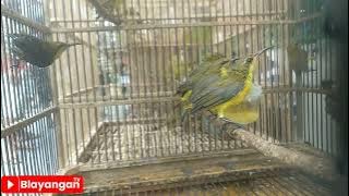 Update Harga Burung SOGON BAHAN di Pasar Burung Tradisional