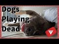 Dogs Playing Dead After Finger Shot [Cute] (TOP 10 VIDEOS)