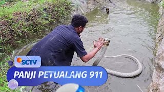 Wadidaw! Panji Mampu Rescue 2 King Kobra Besar | Panji Petualang 911