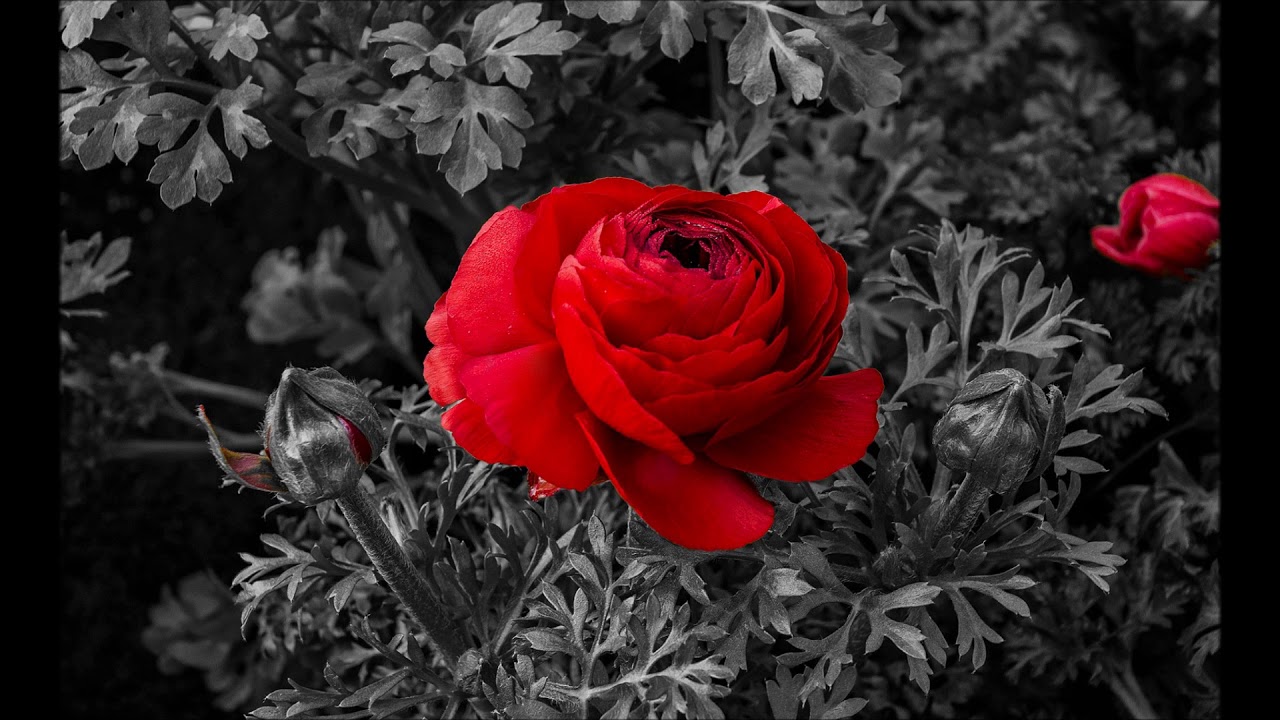 ASP - The Power of Love