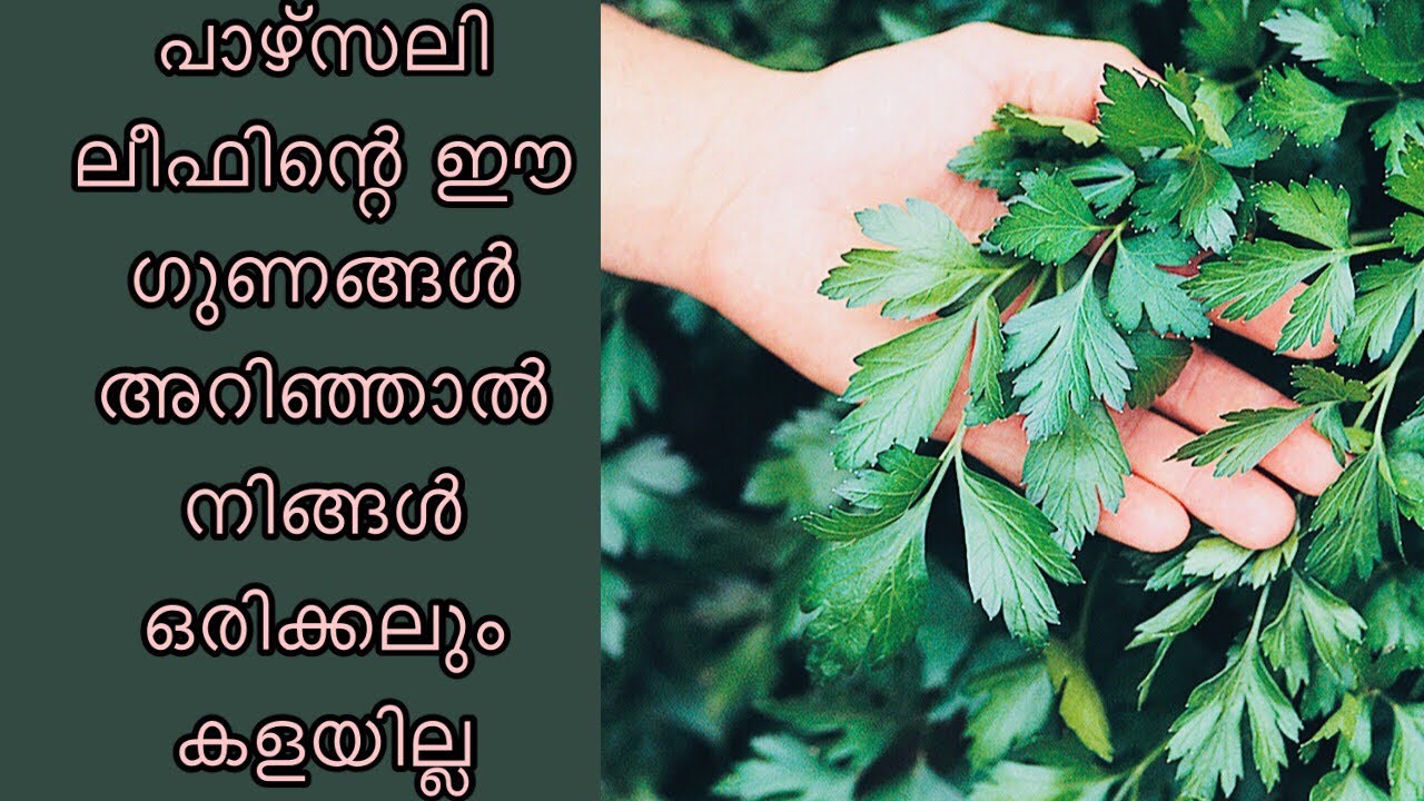PARSLEY LEAF BENFITS പാഴ്സലി ലീഫിന്റെ ഗുണങ്ങൾ YouTube