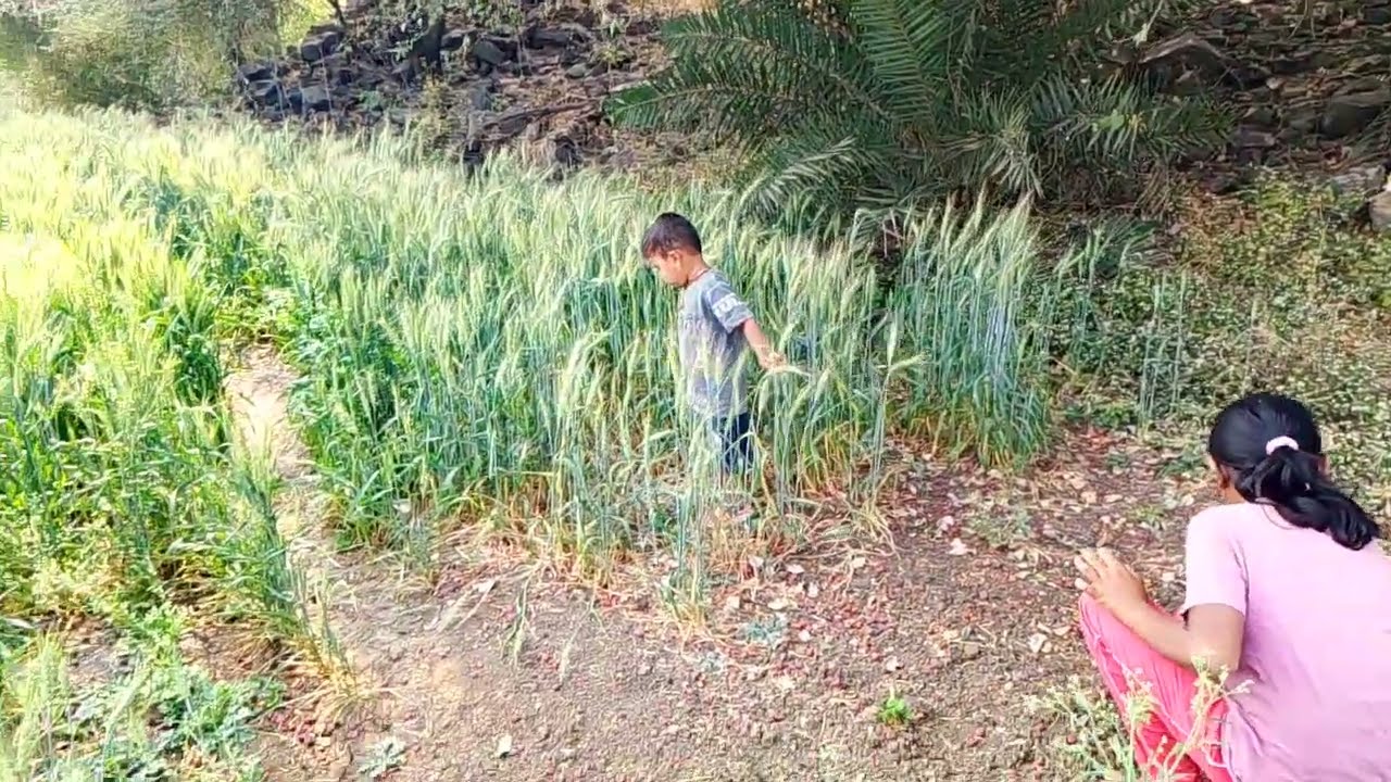 मुलांना बोरक हवा असं वाटतं रानात हिंडावसं वाटतं#शेतामधले#शेतकरी#बोरी 