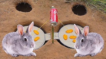 Build Underground Paper Box Rabbit Trap make from DIY Wooden Car, 2024 #trap #rabbit