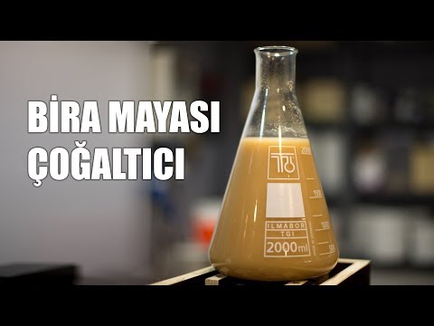 Bira Mayası Başlangıç