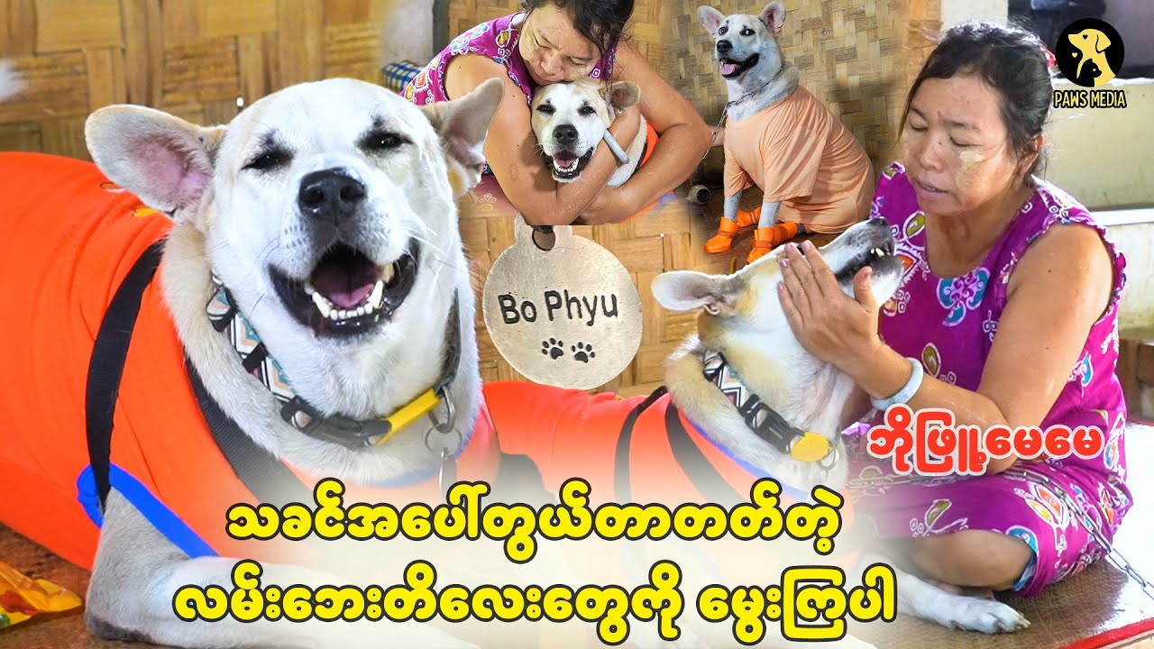 တစ်ချို့က လမ်းဘေးခွေးလေးတွေဆိုရင် အထင်သေးကြတယ်