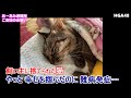 飼い主に″捨てられた猫″ やっと幸せをつかんだのに難病発症… なんとしても助けたい！皆さん ご支援よろしくお願いします