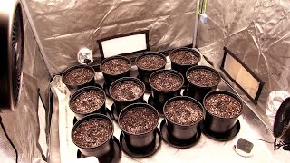 Beginner Grow Series: The First Steps Gardening!