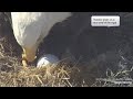 Thunder Lays 3rd Egg - Congratulations Thunder &amp; A61 - March 18, 2020-West End Bald Eagles