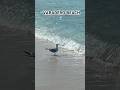 📸VARADERO 🌊BEACH🏝️CUBA🇨🇺#shorts #youtubeshorts