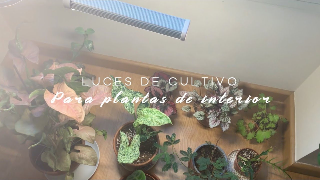Luces de cultivo para plantas de interior: os cuento mi experiencia