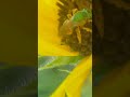 Abeja verde metálico Agapostemon. Reynosa México