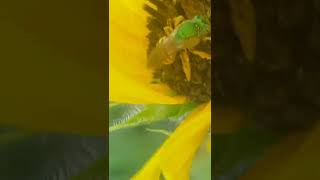 Abeja verde metálico Agapostemon. Reynosa México