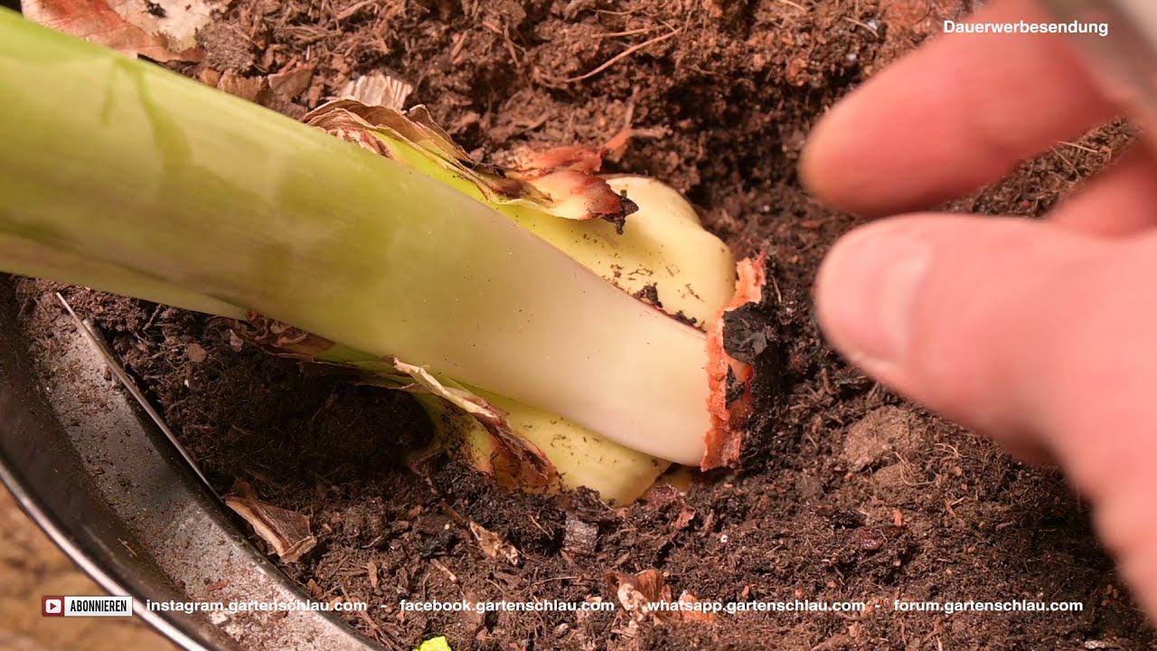 Roter Brenner an Amaryllis: Woran du ihn erkennst – und was jetzt hilft