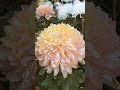 Just relax and watch this flower bloom 🌸✨”