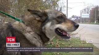 У Дніпрі втретє відловили пса, який влаштовує виступи на відбійнику