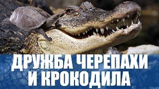 Дружба черепахи и крокодила